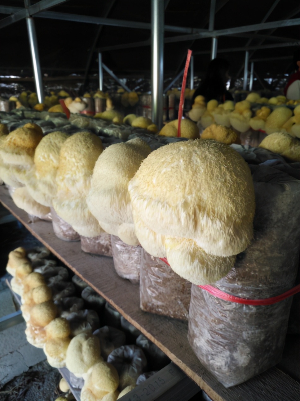 菌菇种类图片(香菇) - 赤虎壹号