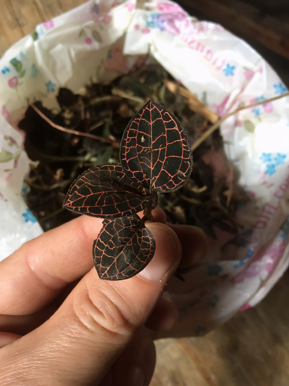 金线莲又称"福建草",1斤能卖上千元,如今农民却少种了,难管