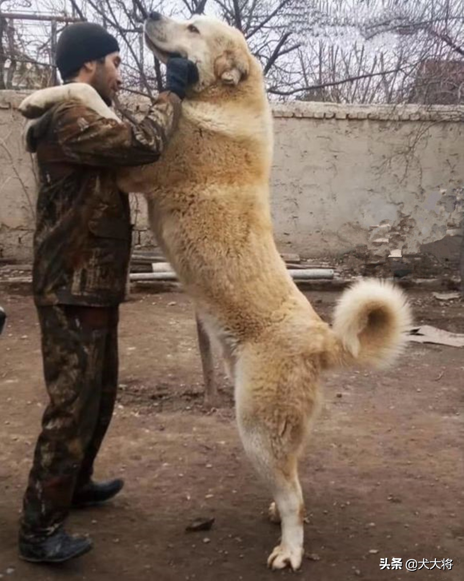 斗犬往事之猛犬风云二十年，真正的猛犬拥有不屈的意志