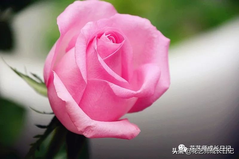 苏醒玫瑰是什么颜色（10款粉色玫瑰品种介绍）