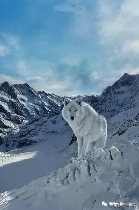 北极狼图片（关于灰狼的亚种北极狼的简介）