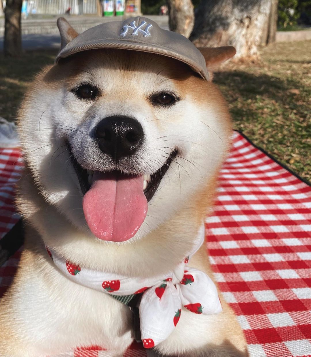 看黑柴的毛发黑柴毛发的颜色并不是通体纯黑的,而