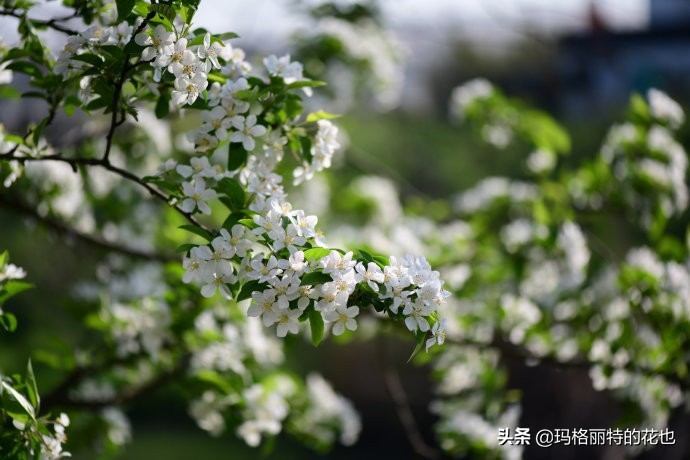 你的花园，或许需要一棵镇宅树 | 植物笔记