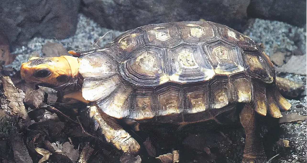 乌龟的种类图片及名称（乌龟的品种图片）