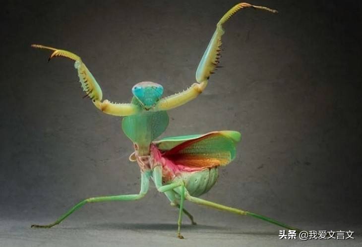 经典文言文赏析 | 螳螂捕蛇