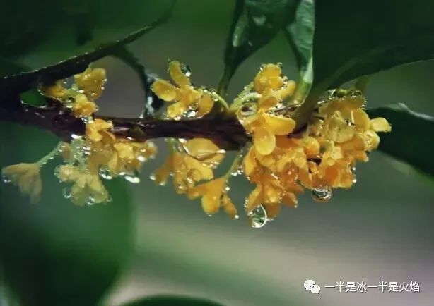 散文诗：晚秋 · 与雨