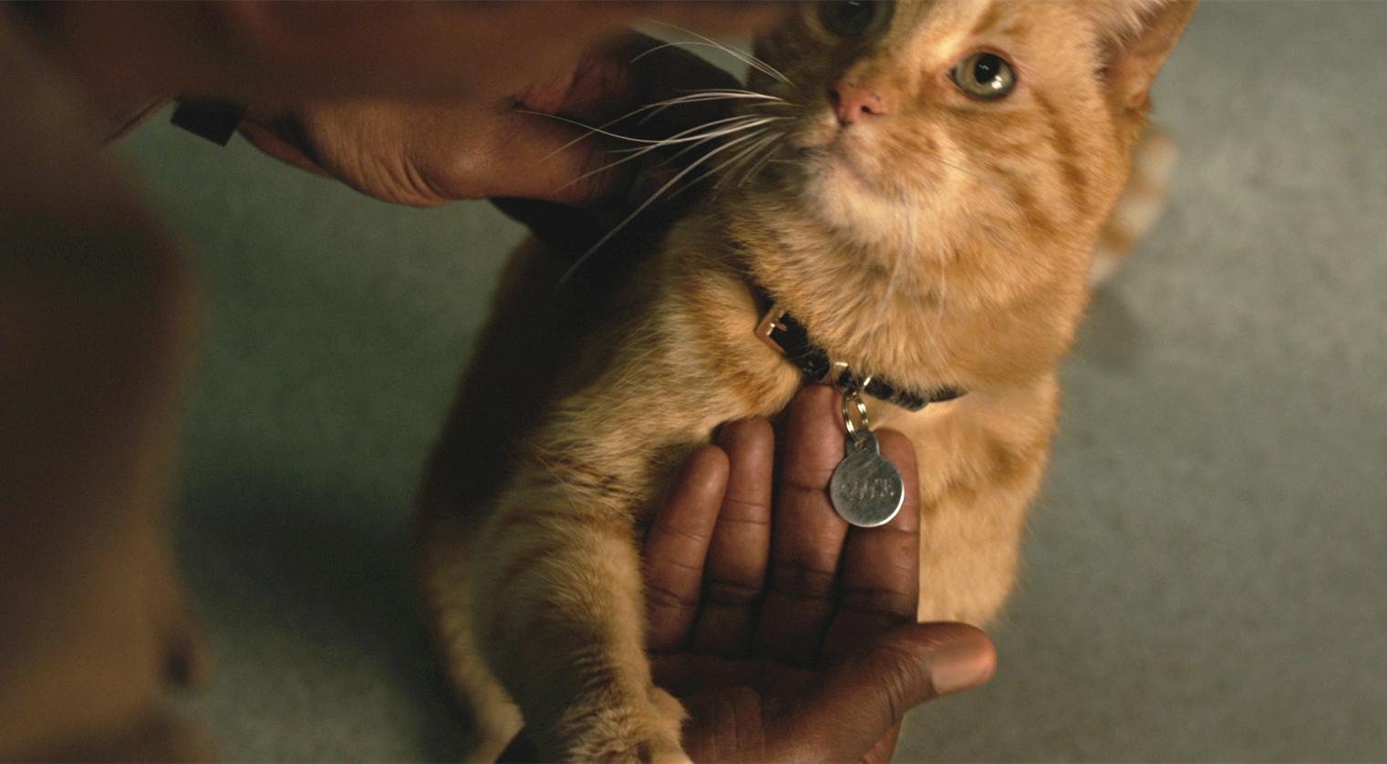 全面解析《惊奇队长》"噬元兽",这只橘猫究竟是什么怪物?