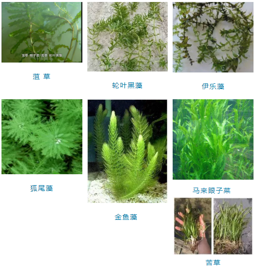 “虾多少，看水草”舒新亚：浅析小龙虾养殖中的水生植物及其作用