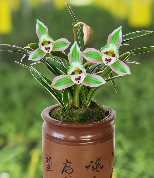 帝王妃兰花怎么养正确方法图文