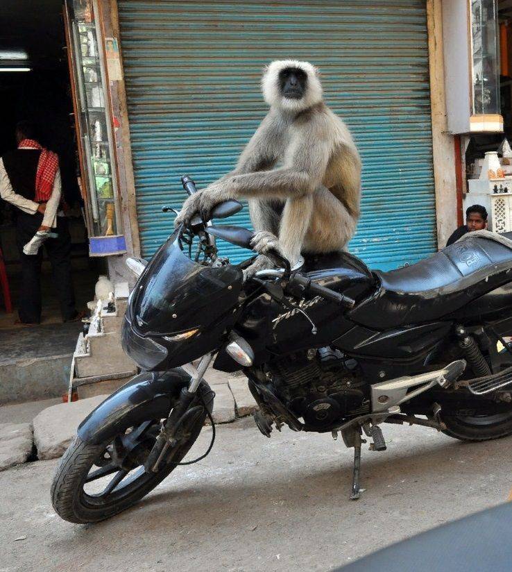 52张真实照片,生活中人与动物的有趣和搞笑的照片!欢乐总动员
