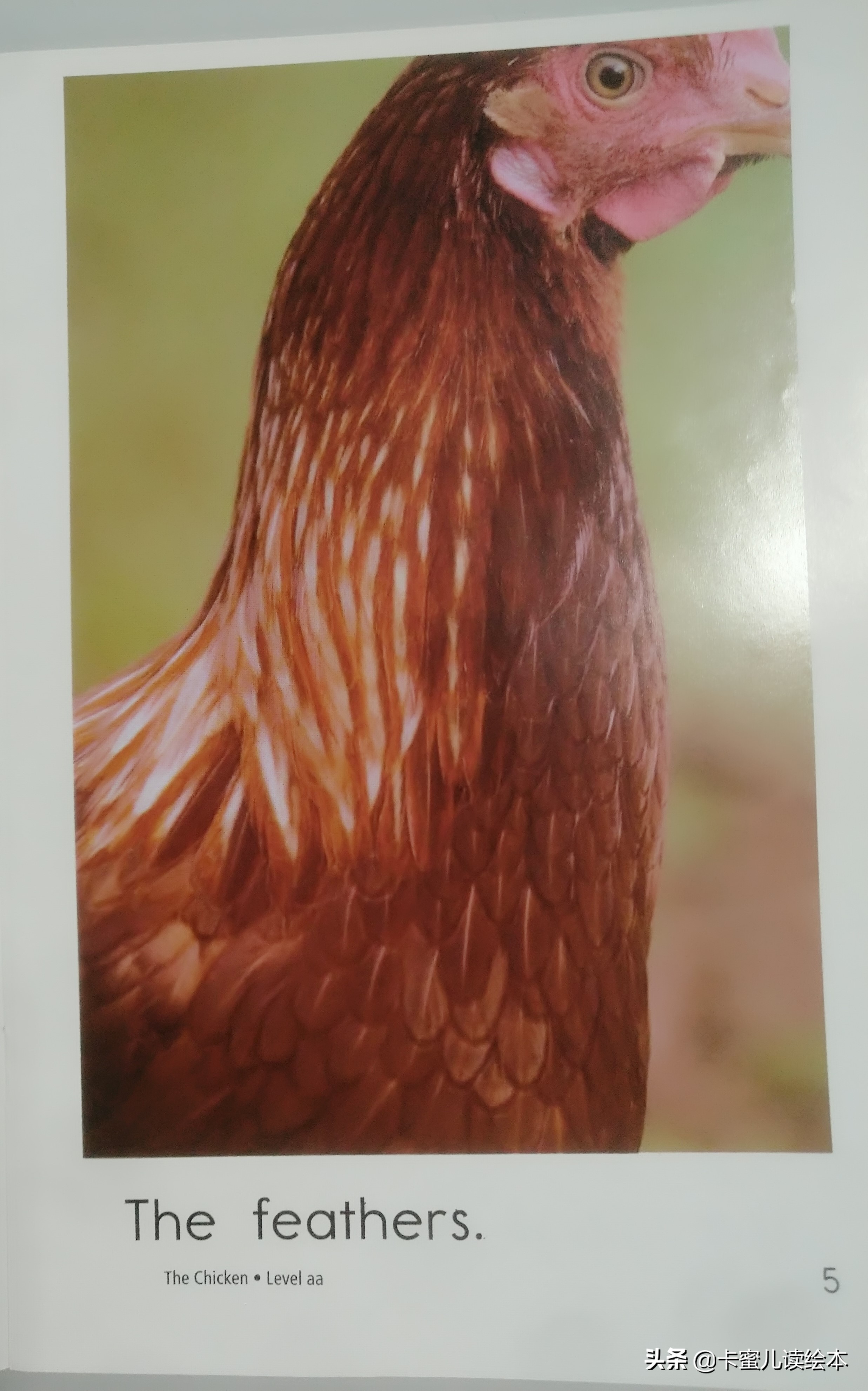 英文有声绘本故事《The Chicken》鸡