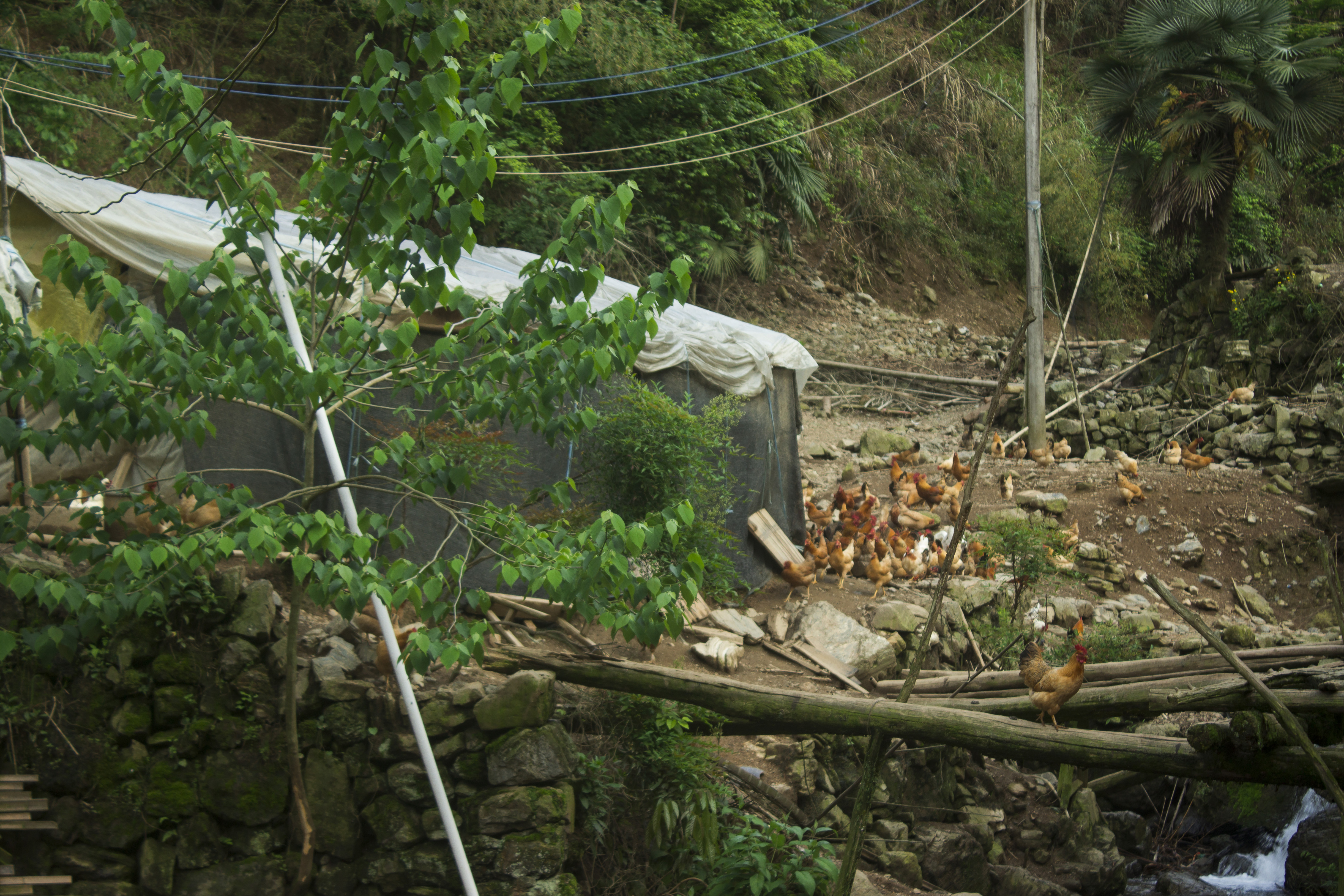 科学养殖土鸡技术+成本控制+销售渠道=养土鸡赚钱