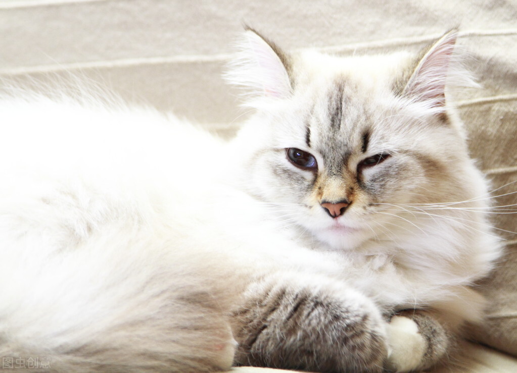 猫经常挠人、咬人？我根据原因，总结了5个纠正的方法