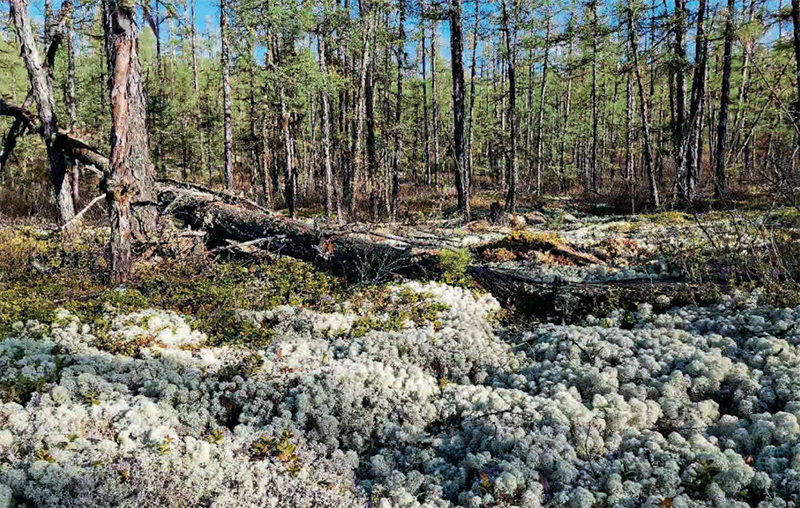 林草科普|兴安岭上看西伯利亚