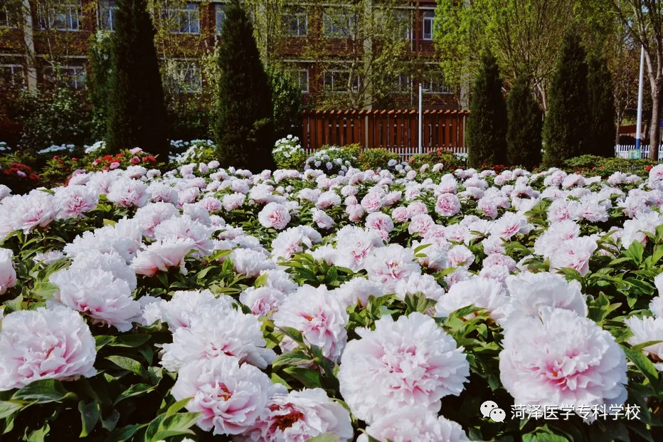 菏泽医学专科学校牡丹，又是姹紫嫣红开遍