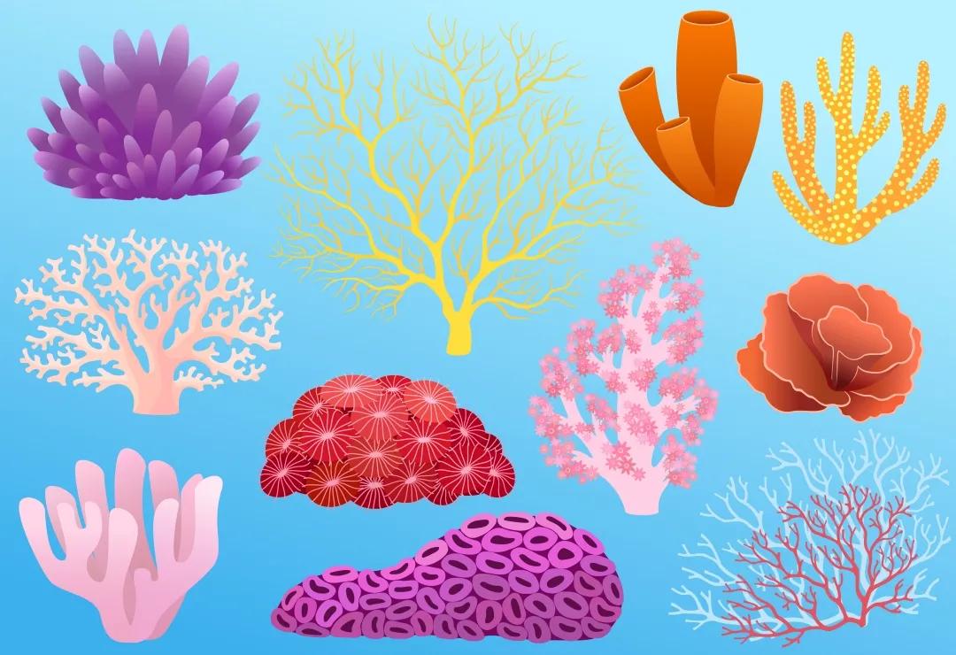 珊瑚，是植物、矿物还是动物？