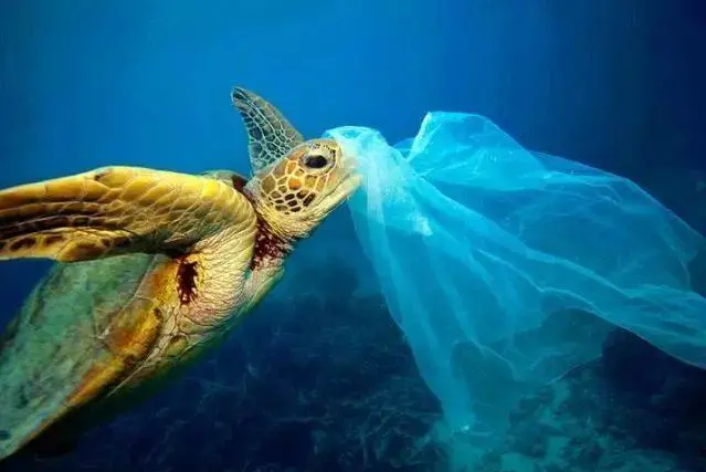 海洋塑料一个入侵物种对人类的危害
