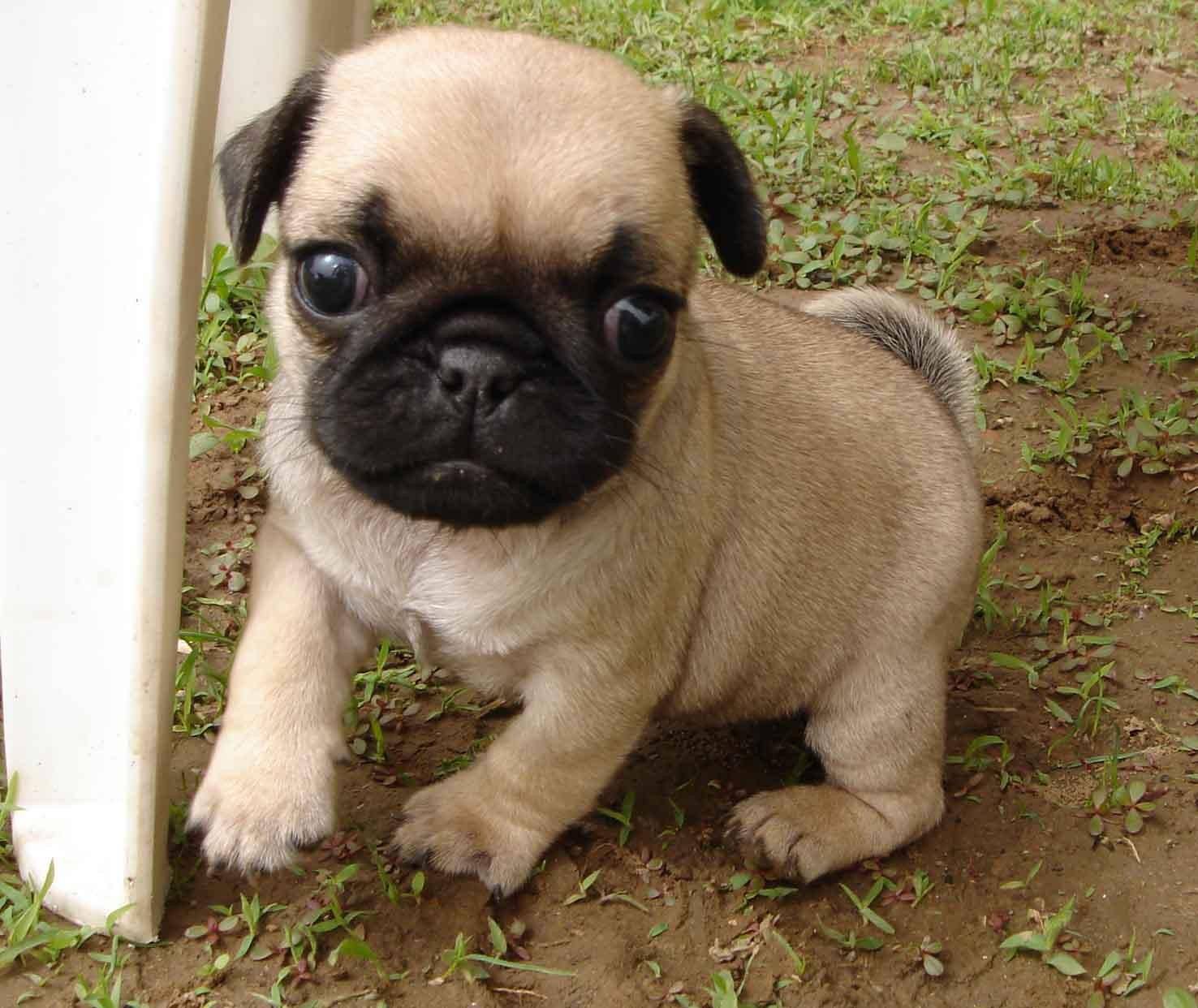 常见宠物狗大全(二):品种,简介,价格