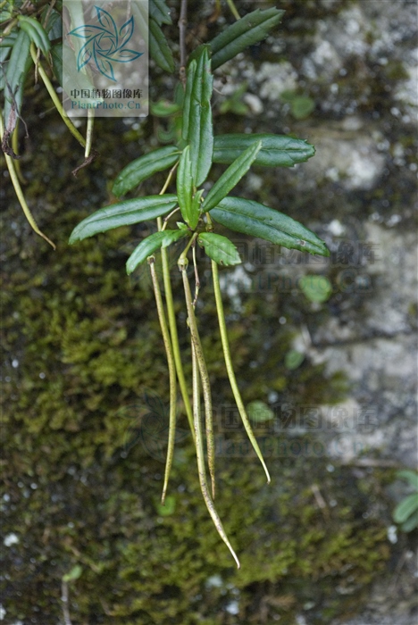 岩豇豆你知道多少（健脾消积的岩豇豆介绍）