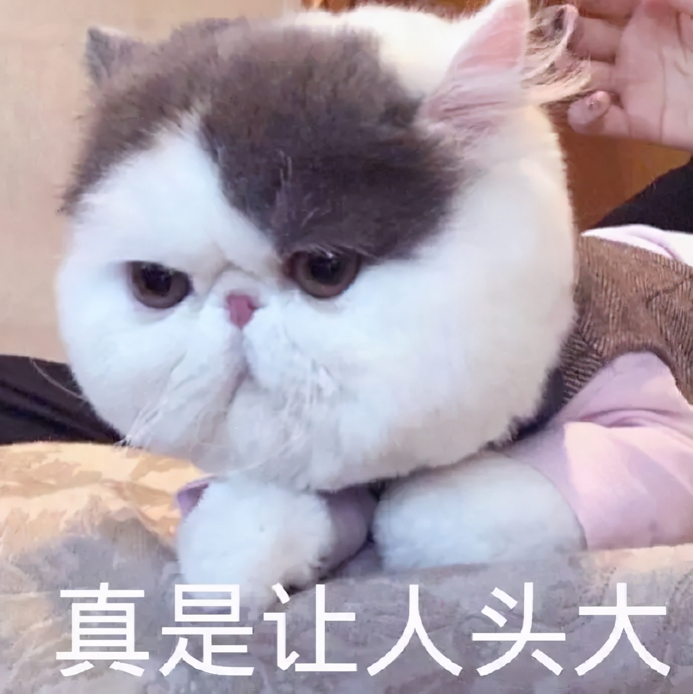 8年客服，30岁决定转行，走出舒适圈，挑战自己