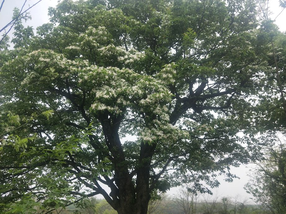 春来发几枝，又见流苏花