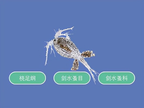 一個(gè)水族魚(yú)友玩家說(shuō)的水蚤養(yǎng)殖方法