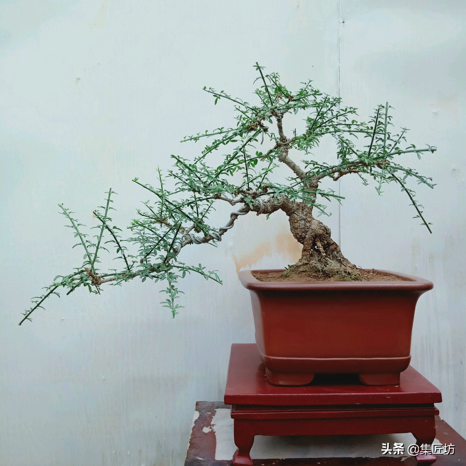 花中四友——迎春花,苍古成趣的迎春花盆景育桩技巧