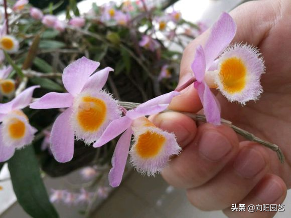 她养的石斛开花少，竟然“炒鸡蛋”了，石斛还能吃？第一次听说