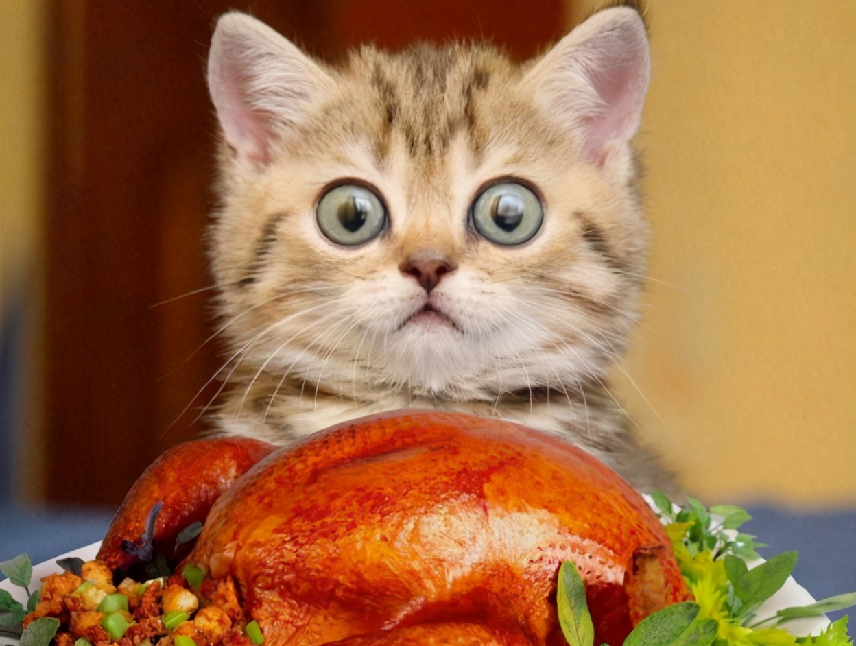 7种不能给猫吃的食物,对猫来说可能是致命的"毒药"