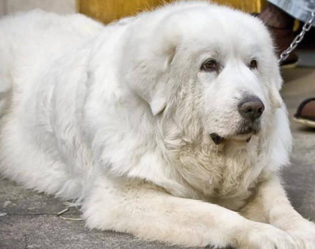 大白熊犬为何受人喜欢?以下7个原因,不得不服