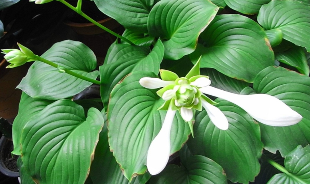 家里阳光少,选8种"喜阴花卉",既好养开花又漂亮