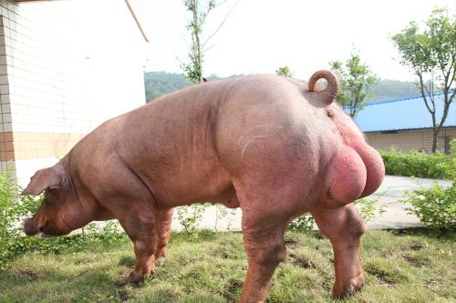 超市卖的是什么猪肉?哪种肉更好吃呢