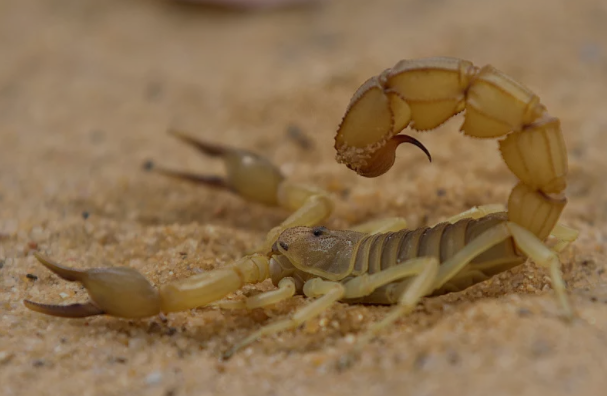 蝎子价格2016行情蝎子到了1500元