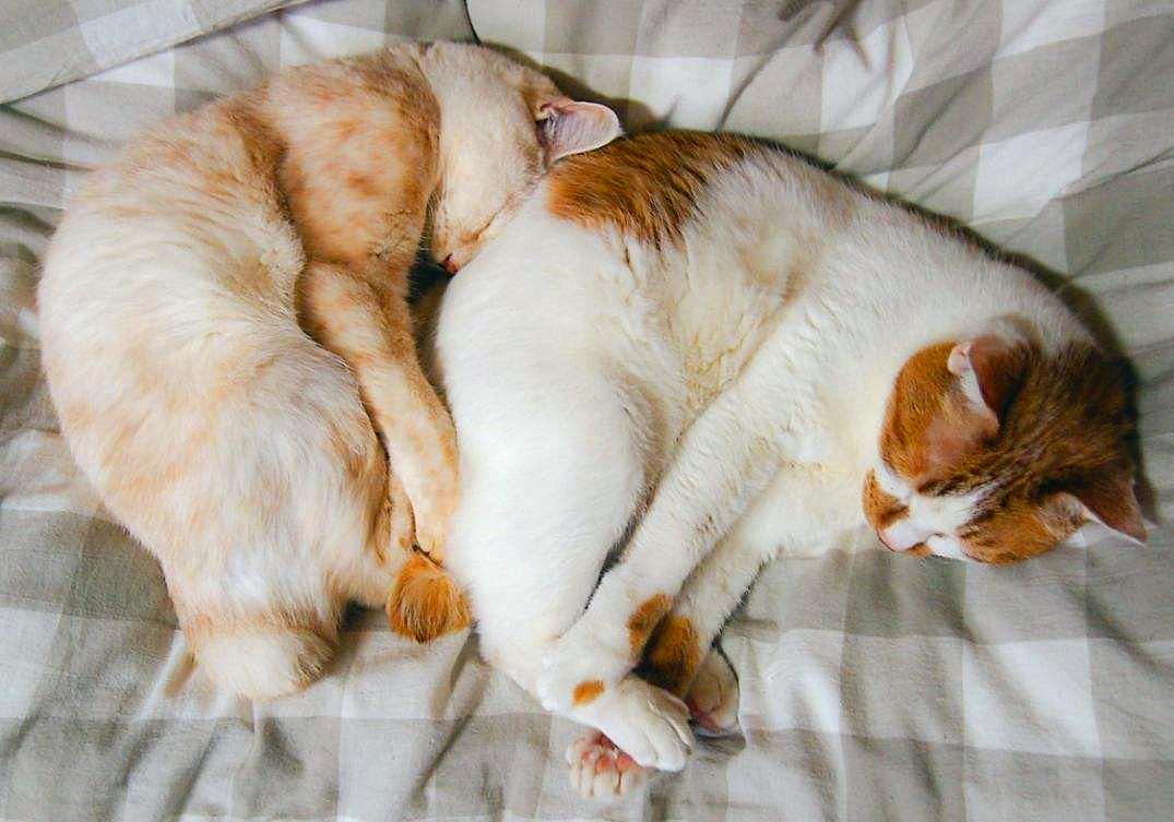 猫咪打呼并非睡眠质量高，还有感染疾病的可能，主人应提高警惕