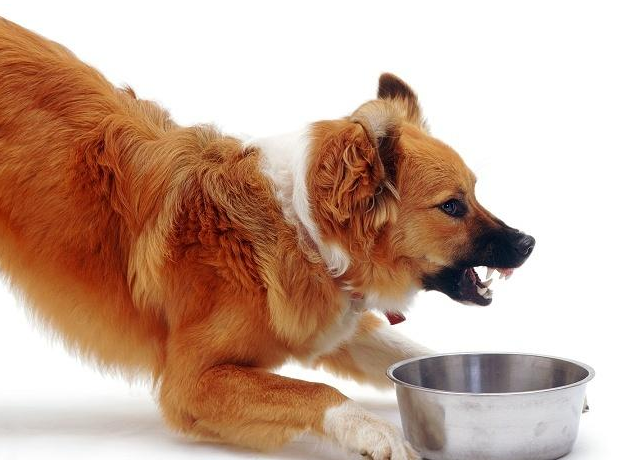 狗狗为什么会护食，以及如何解决？