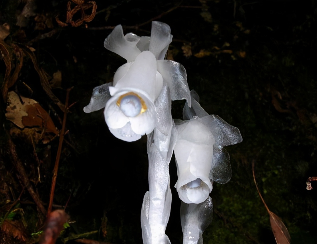 水晶兰也叫“幽灵兰”，今春多地出现，专家：野外见到别随意采摘