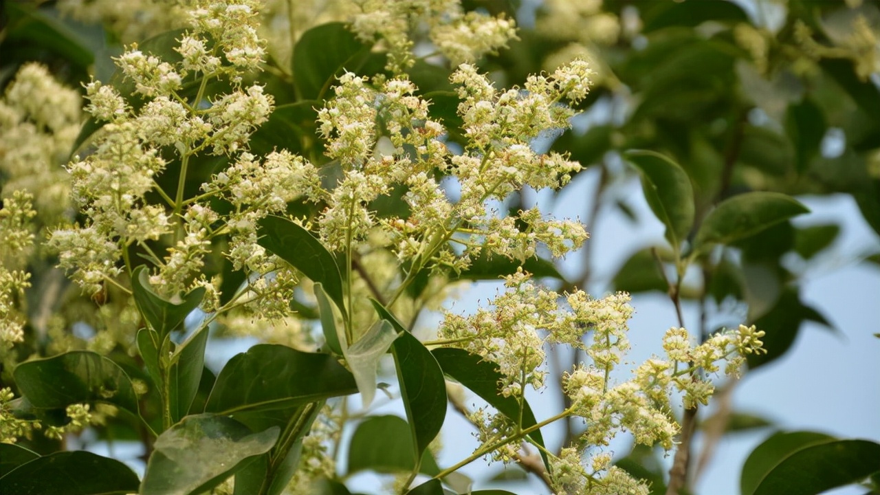 陶长柏:沙土地种出"摇钱树",年收益七