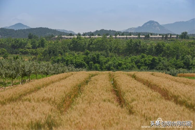 人们常说"三夏"大忙季节，即指忙于夏收、夏种和春播作物的夏管。