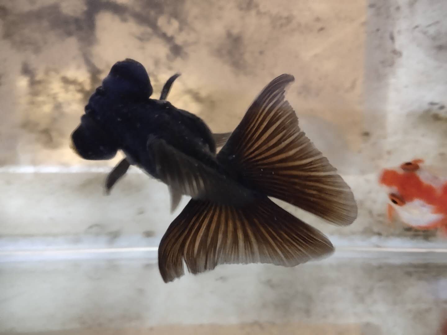 金鱼患上了白点病，会有哪些原因，采取何种保守方法治疗？