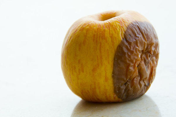 家里过期的食物别再扔了，拿来养花，花都长疯了