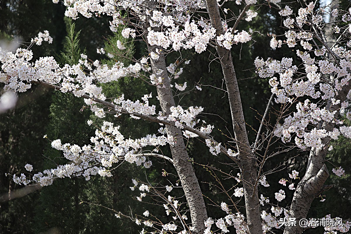 日本樱花文化（内涵揭秘日本樱花文化背后的冷知识）