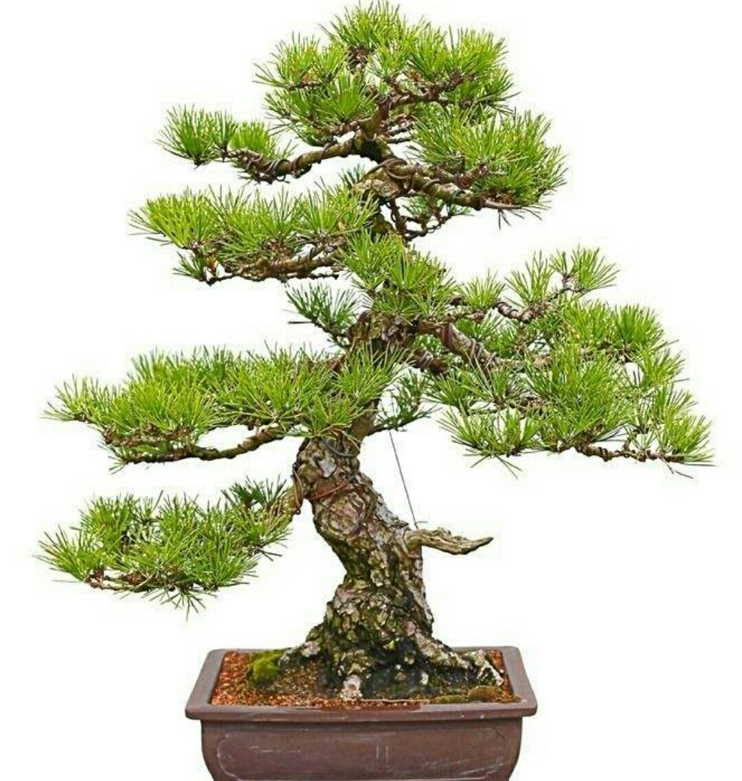 造型黑松价格(山松枝干苍劲) - 价格百科