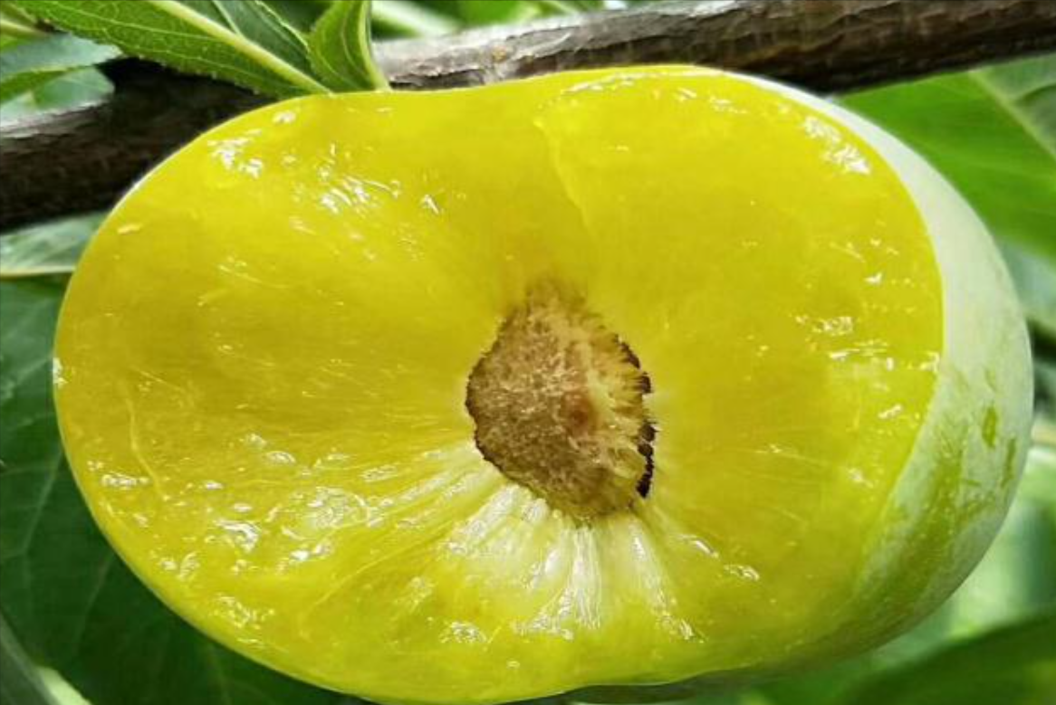 美国黑布林口碑跌至冰点，原产于我国的9个李子，你识得几个？