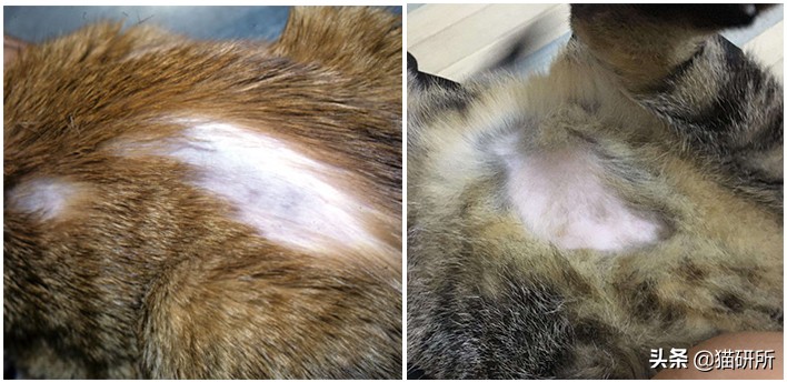 10种常见的猫咪皮肤病,铲屎官须知道!
