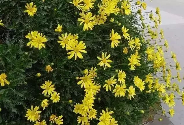 地中海荚蒾简介（做花境设计常用的60种植物介绍）