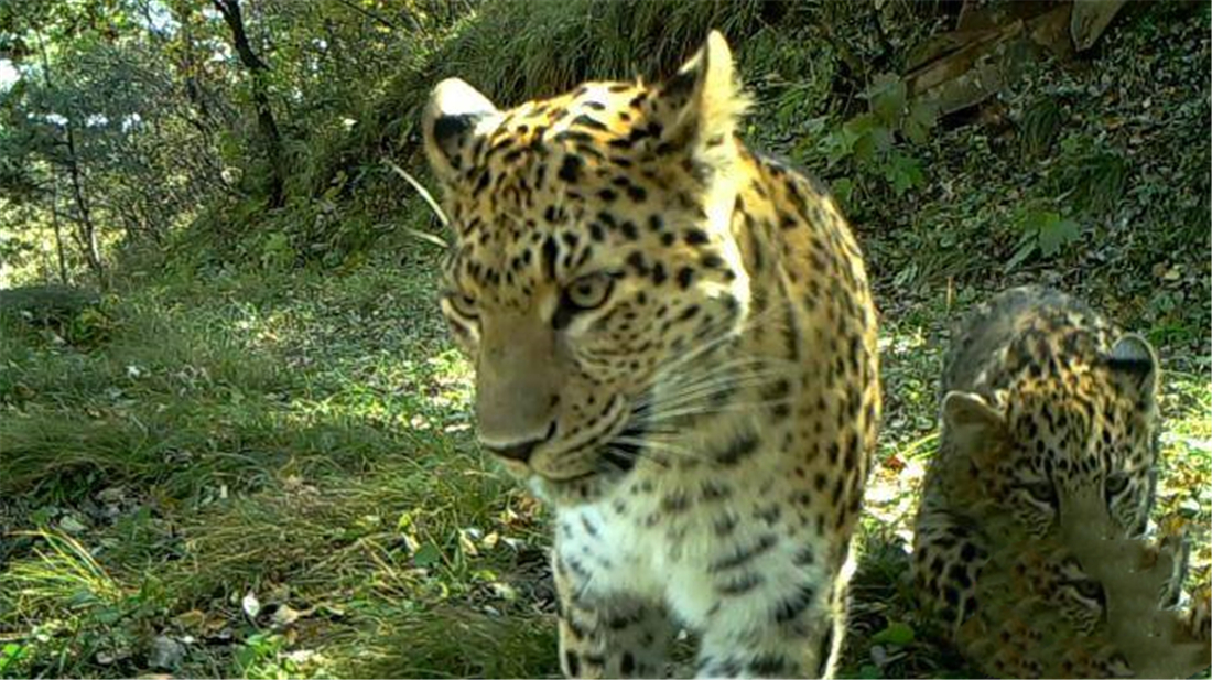 华北豹频频现身，为何仍难以控制当地野猪？豹子能打得过野猪吗？