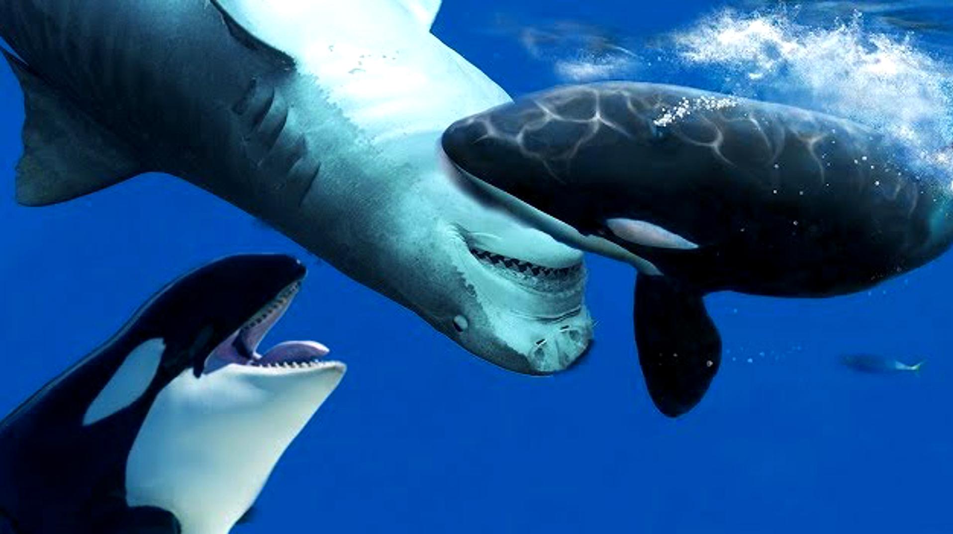 大白鲨咬死小虎鲸图片