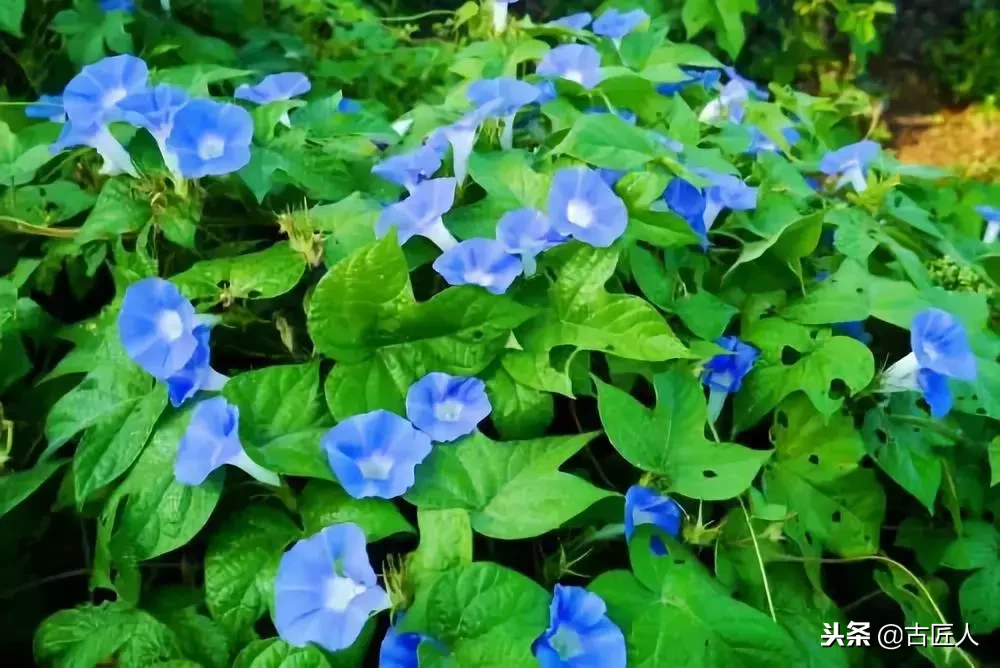 万紫千红的百花汇（百花汇中富含诗意的花）