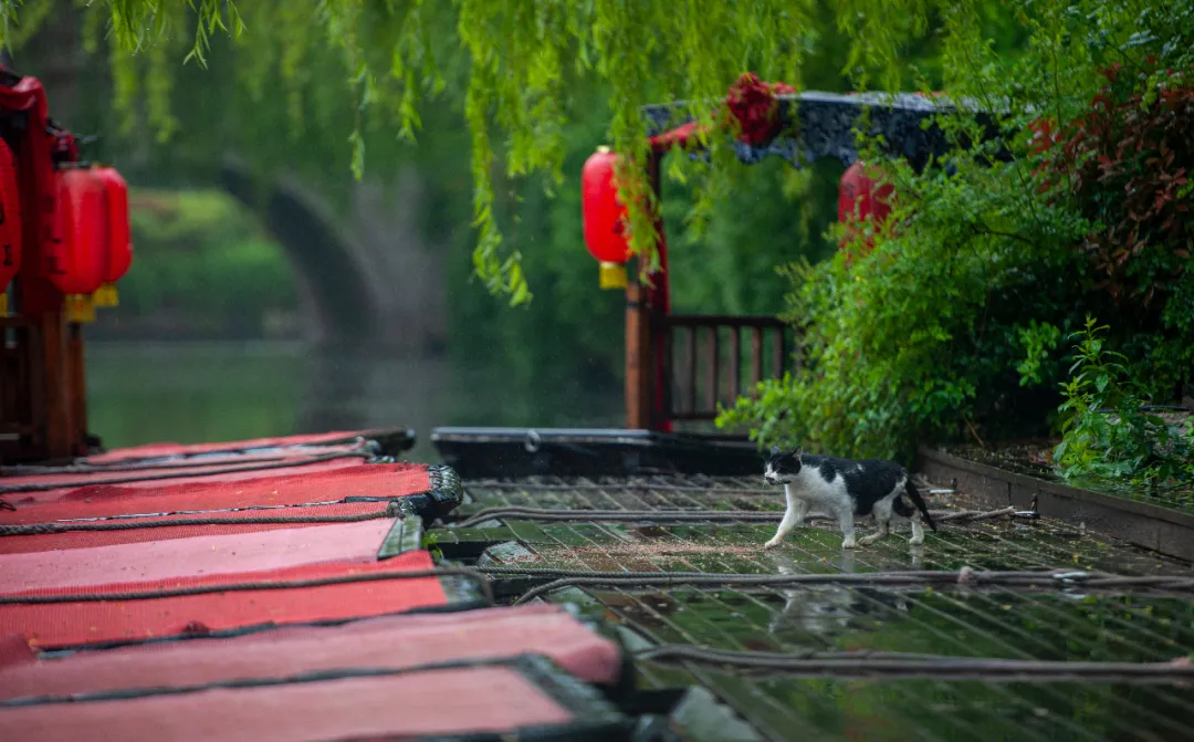 六月人间 | 古城之韵，烟雨蒙蒙让人沉醉！