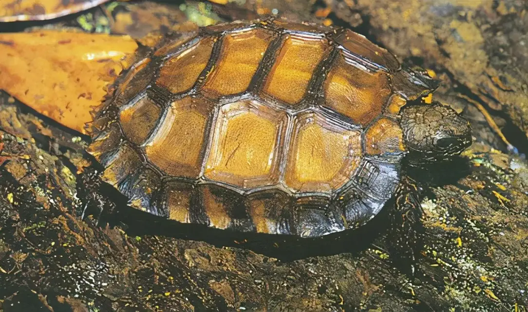 乌龟的种类图片及名称（乌龟的品种图片）